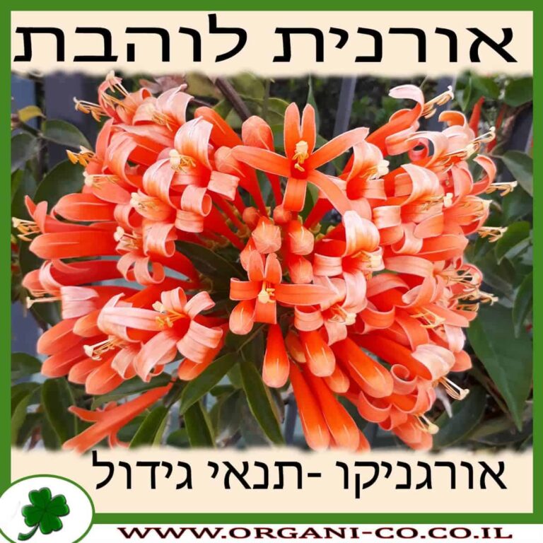אורנית לוהבת אורנית לוהבת גידול צמח