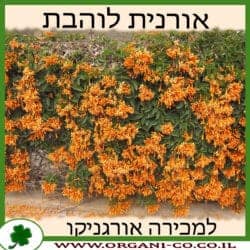 אורנית לוהבת 10 ליטר