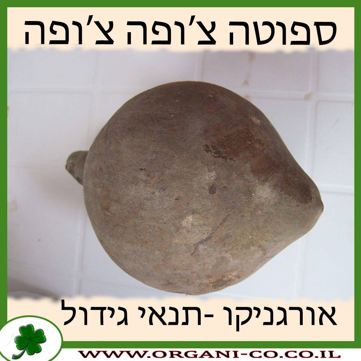 ספוטה צ’ופה צ’ופה