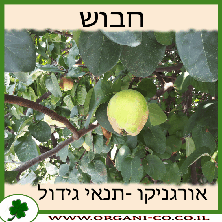 חבוש עץ