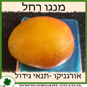 מנגו רחל