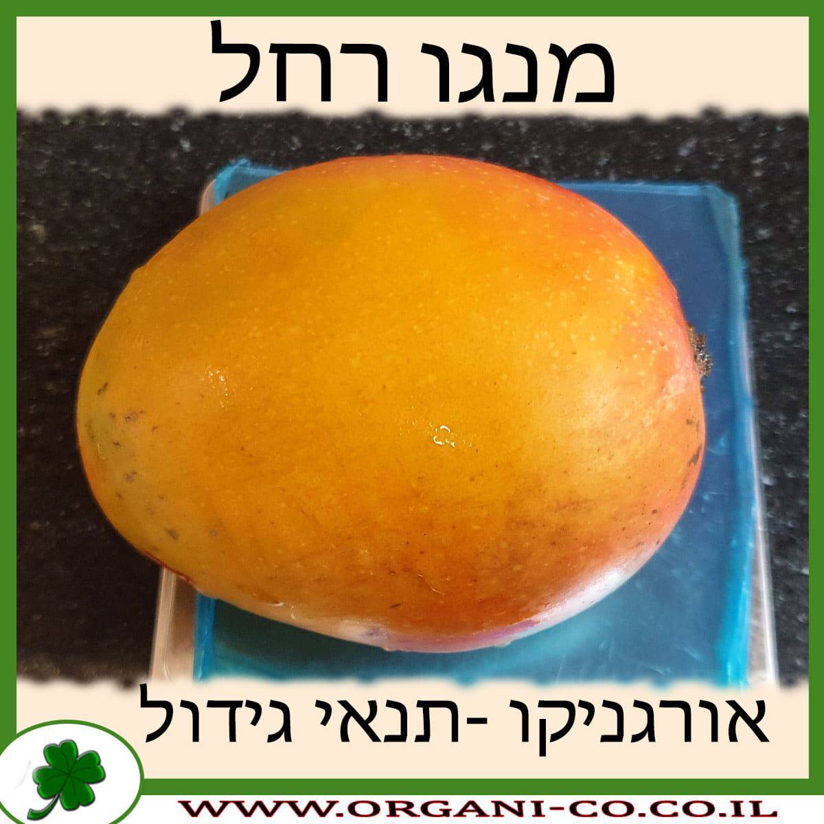 מנגו רחל