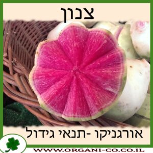 צנון גידול צמח