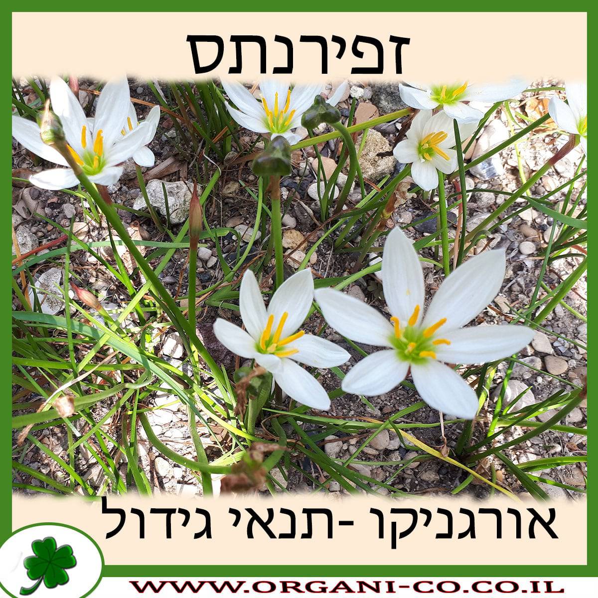 זפירנתס