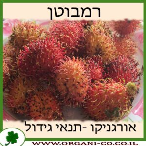 רמבוטן גידול צמח