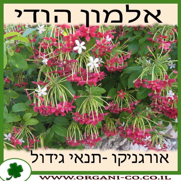 אלמון הודי אלמון הודי גידול צמח