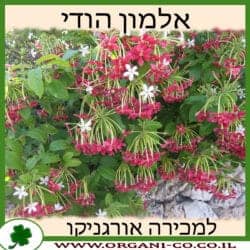 אלמון הודי 10 ליטר