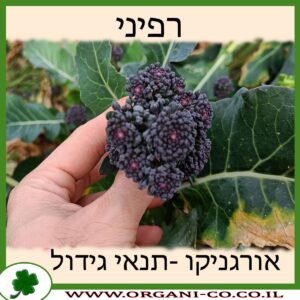 רפיני