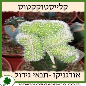 קלייסטוקקטוס