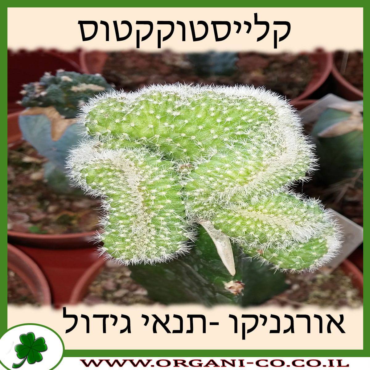קלייסטוקקטוס
