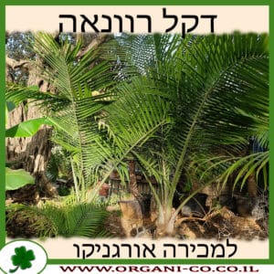 דקל רוונאה למכירה - מחיר