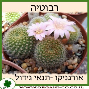 רבוטיה