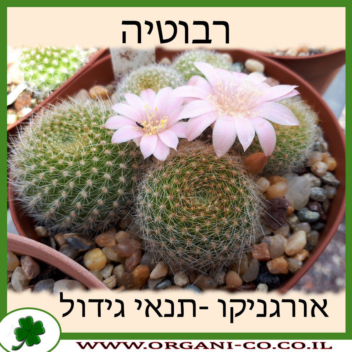 רבוטיה