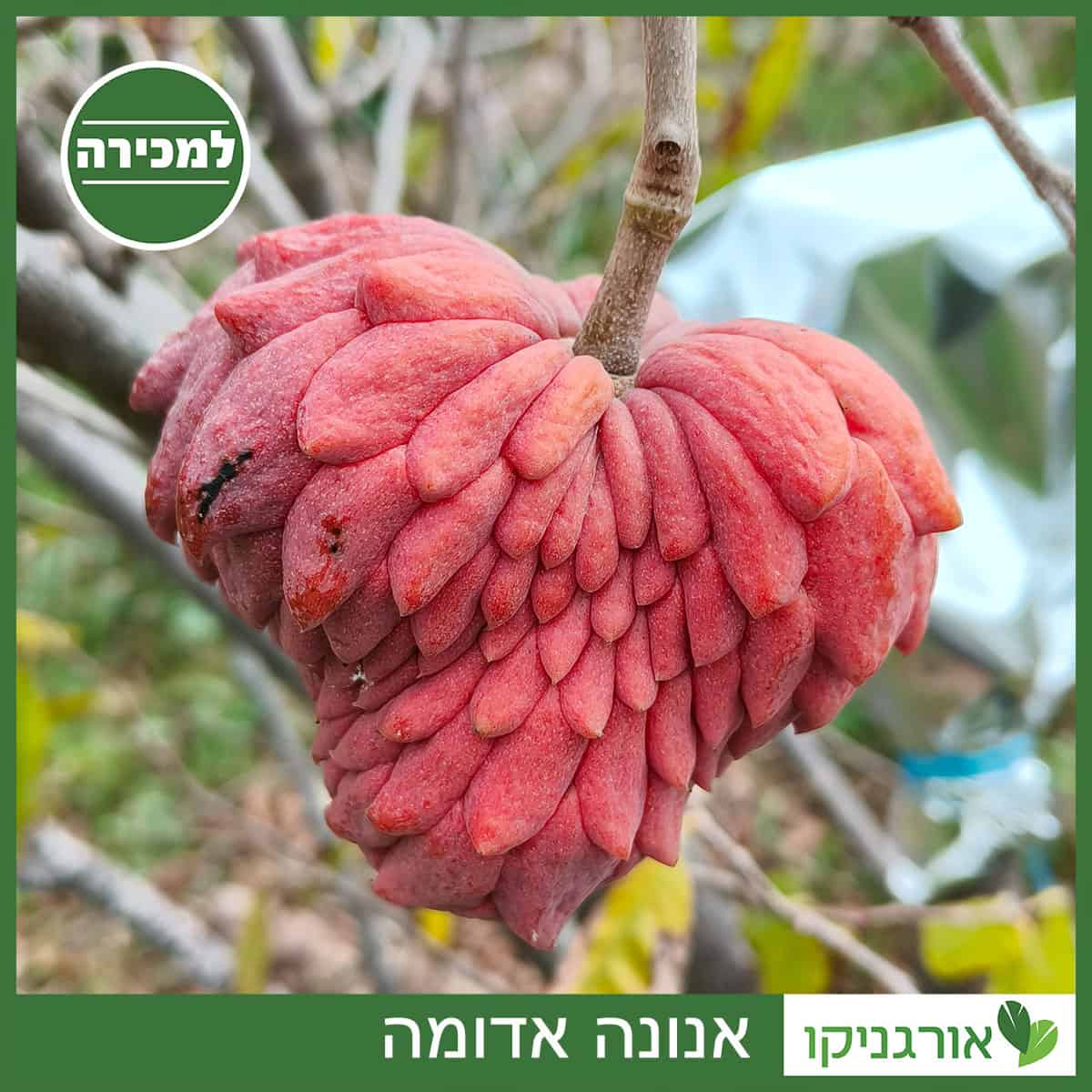 אנונה אדומה