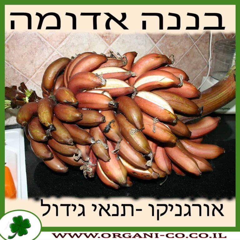 בננה אדומה בננה אדומה גידול צמח