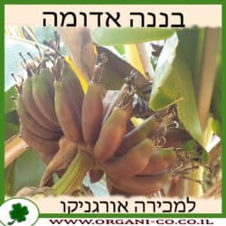 בננה אדומה 25 ליטר