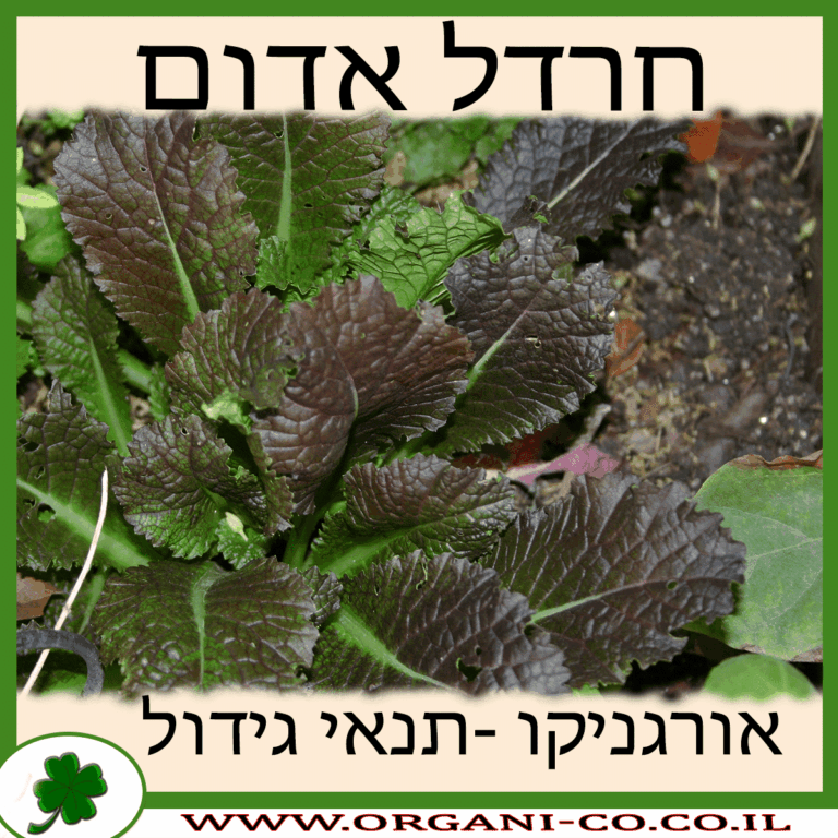 חרדל אדום חרדל אדום גידול צמח
