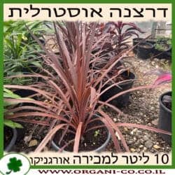 דרצנה אוסטרלית אדומה 10 ליטר