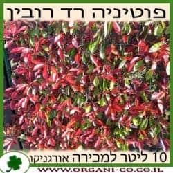 פוטיניה רד רובין 10 ליטר