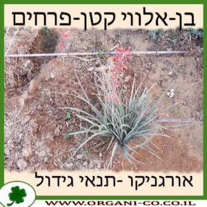 בן-אלווי קטן-פרחים