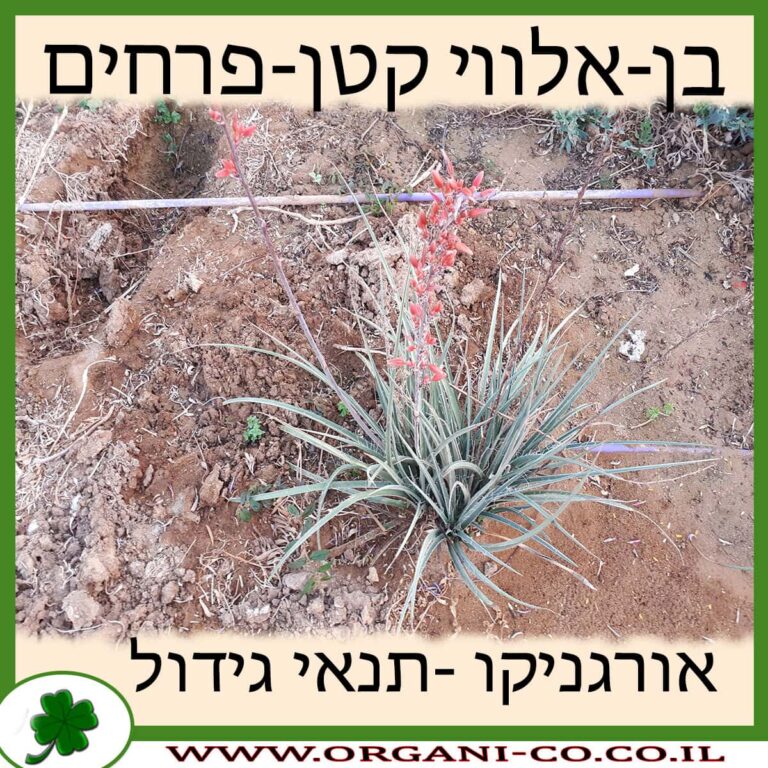 בן-אלווי קטן-פרחים בן-אלווי קטן-פרחים