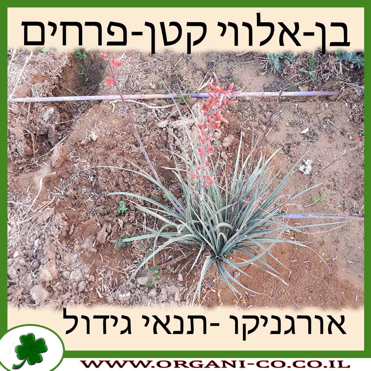 בן-אלווי קטן-פרחים