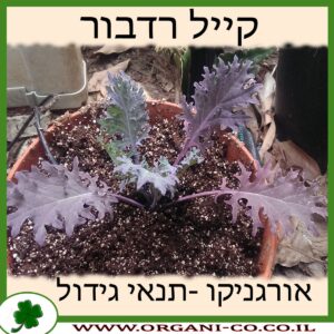 קייל רדבור גידול צמח