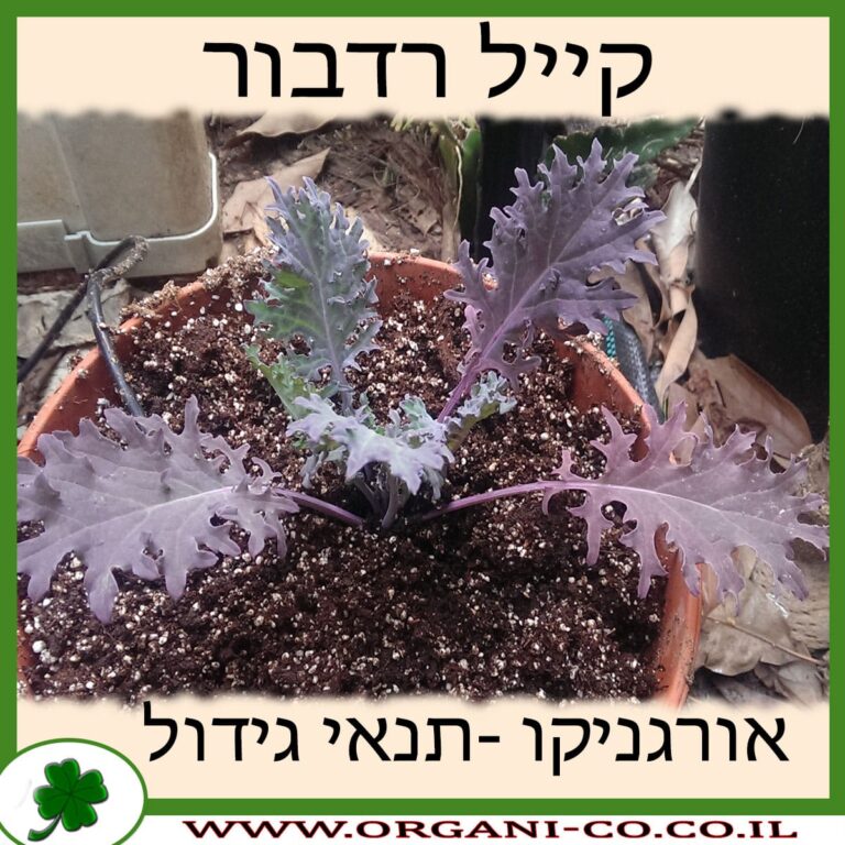 קייל רדבור קייל רדבור גידול צמח