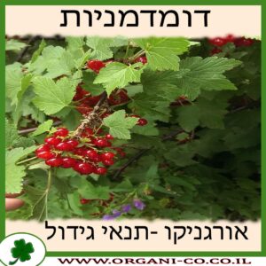 דומדמניות גידול צמח