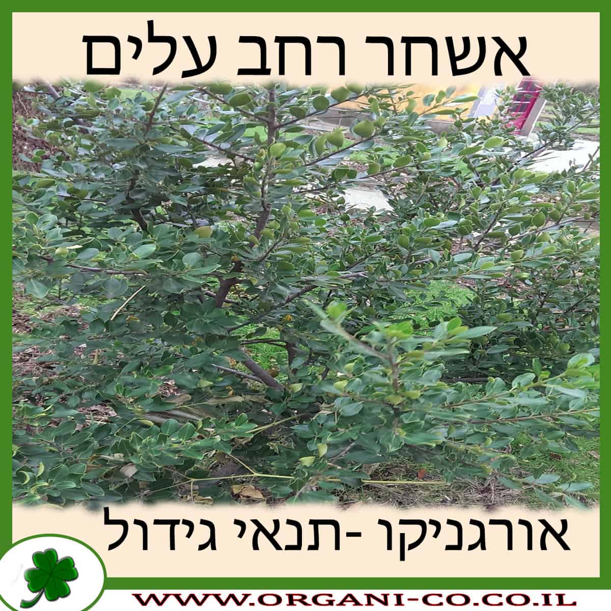 אשחר רחב עלים