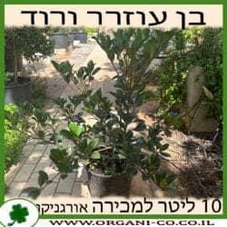 בן עוזרר הודי ורוד 10 ליטר