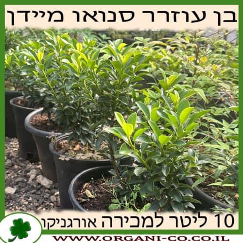 בן עוזרר סנואו מיידן (לבן) 10 ליטר למכירה - מחיר