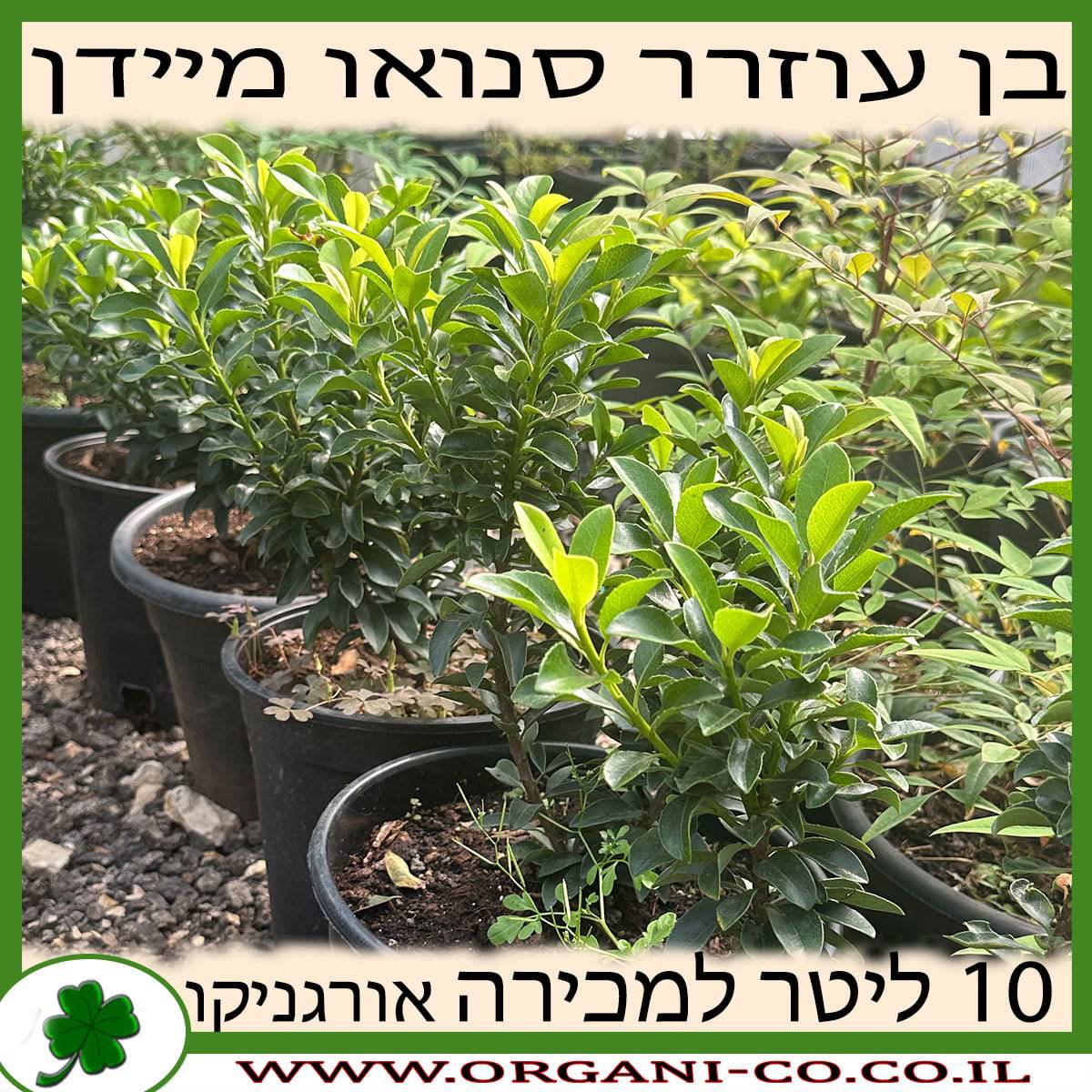 בן עוזרר סנואו מיידן (לבן) 10 ליטר למכירה - מחיר