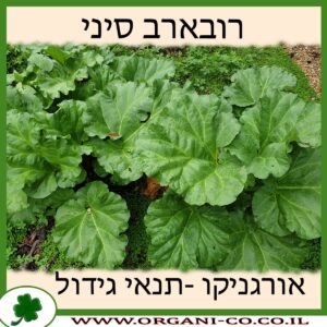 רובארב סיני
