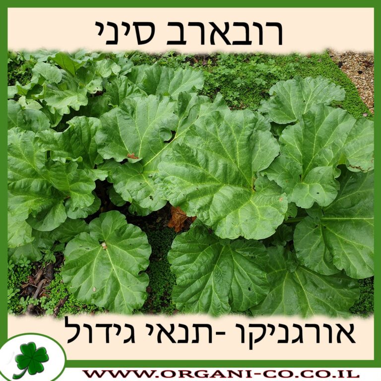 רובארב סיני