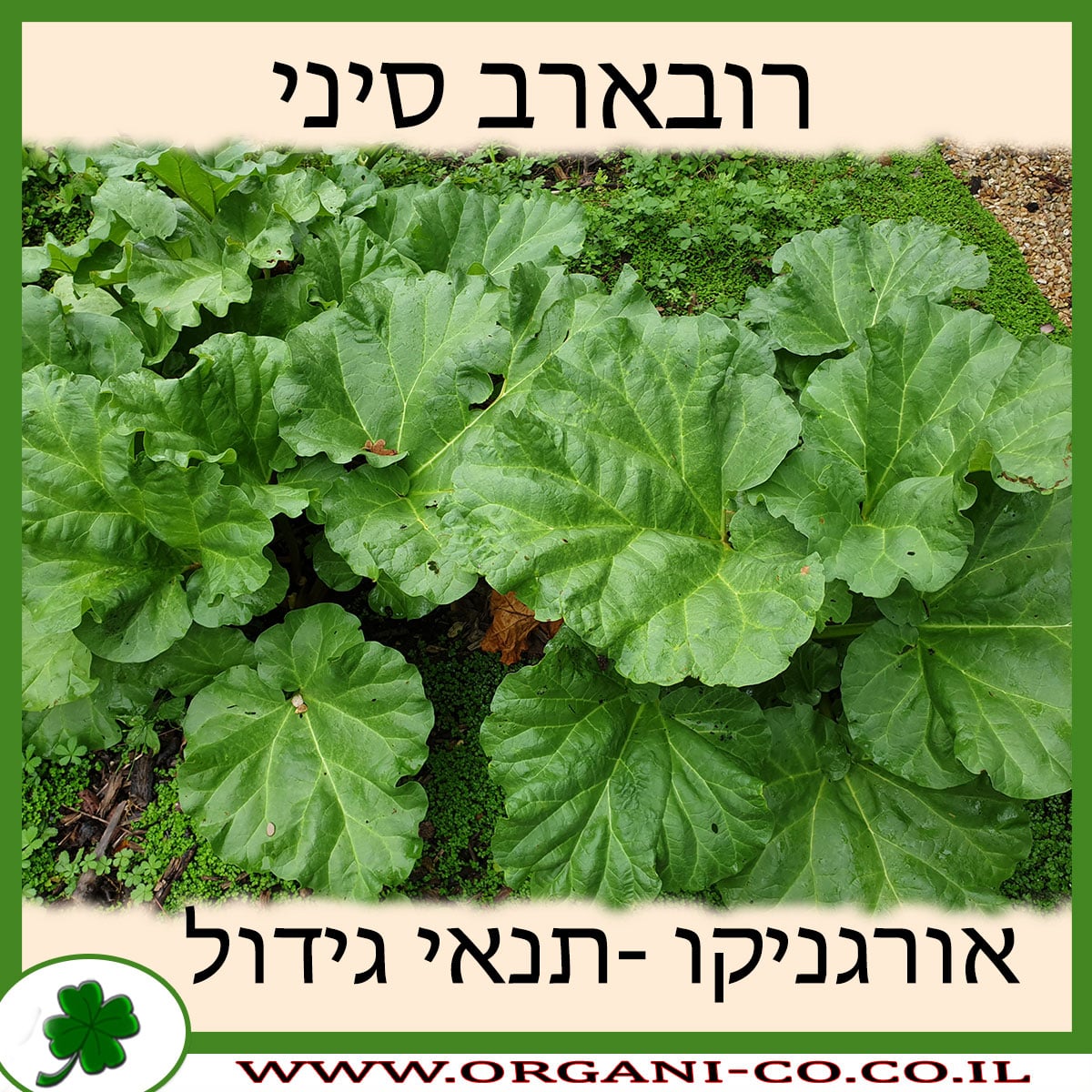 רובארב סיני