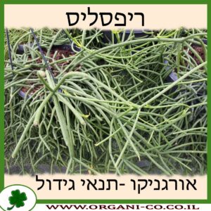 ריפסליס