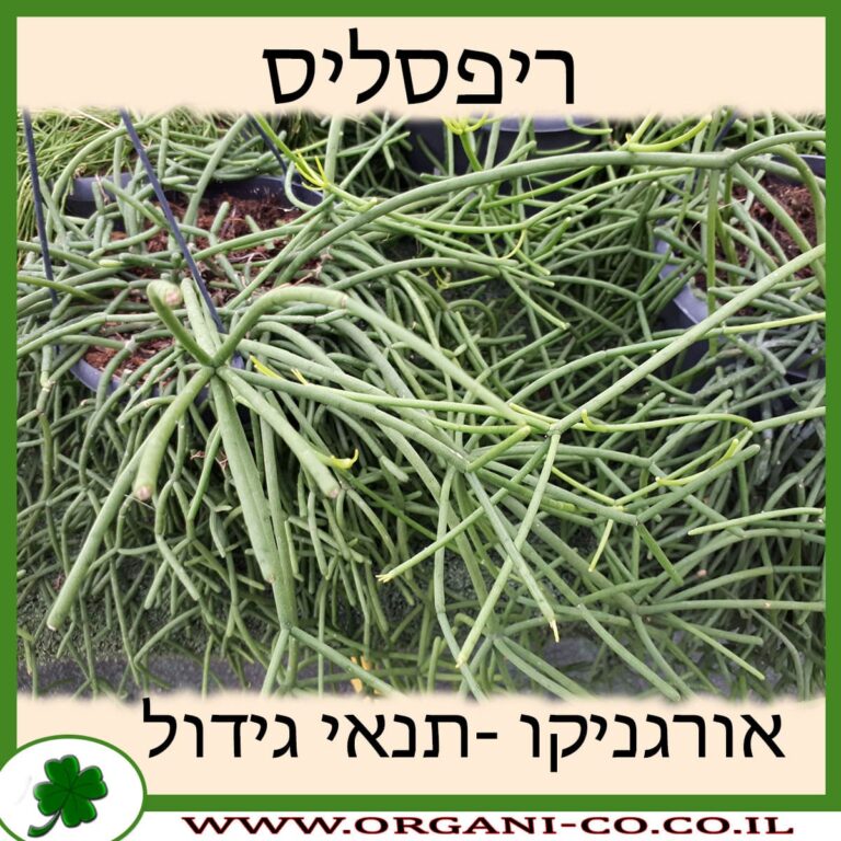 ריפסליס ריפסליס