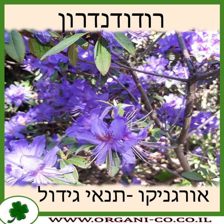 רודודנדרון רודודנדרון