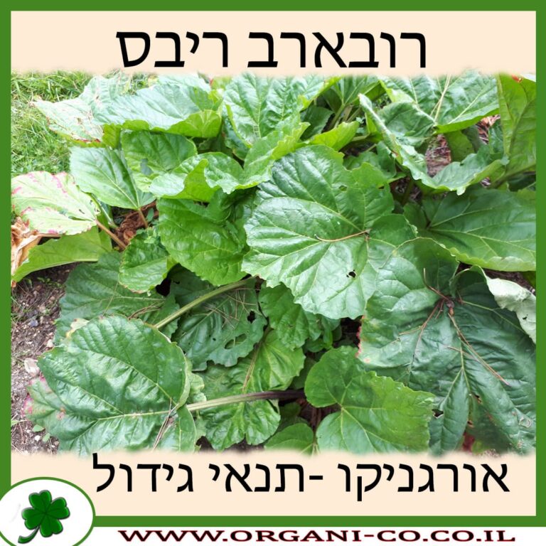 רובארב ריבס