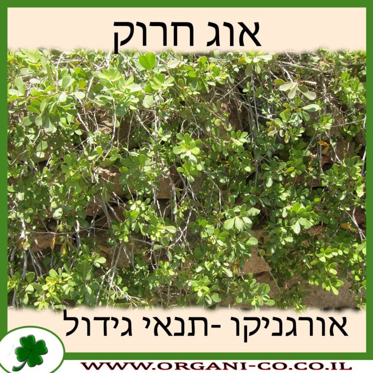 אוג חרוק אוג חרוק