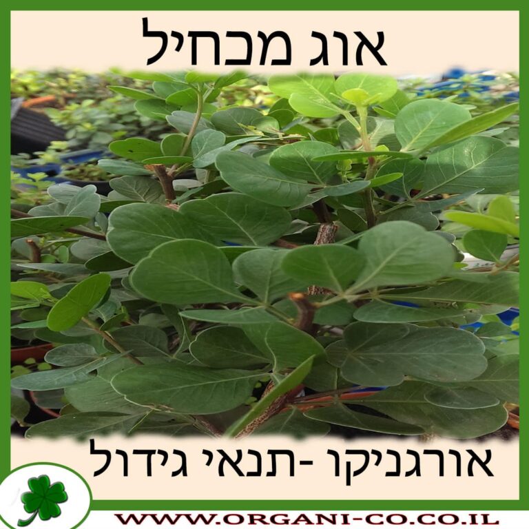 אוג מכחיל אוג מכחיל