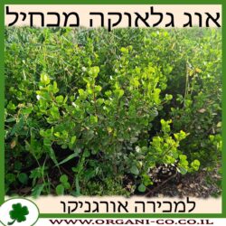 אוג גלאוקה 10 ליטר