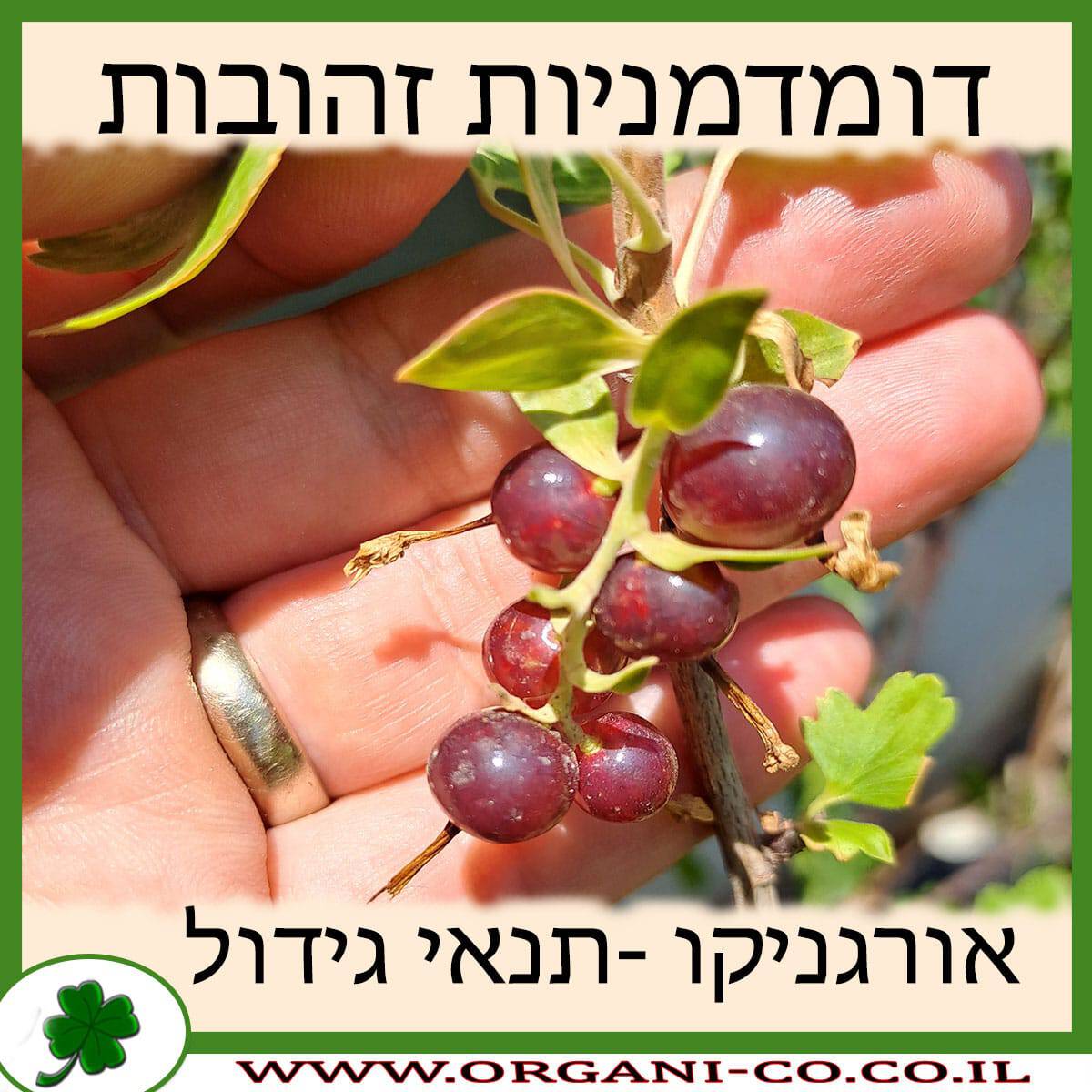 דומדמניות זהובות