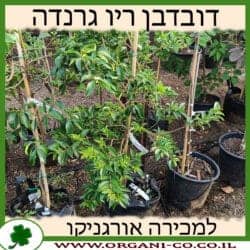 דובדבן ריו גרנדה 25 ליטר עד 1 צול