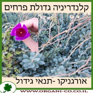 קלנדריניה גדולת פרחים