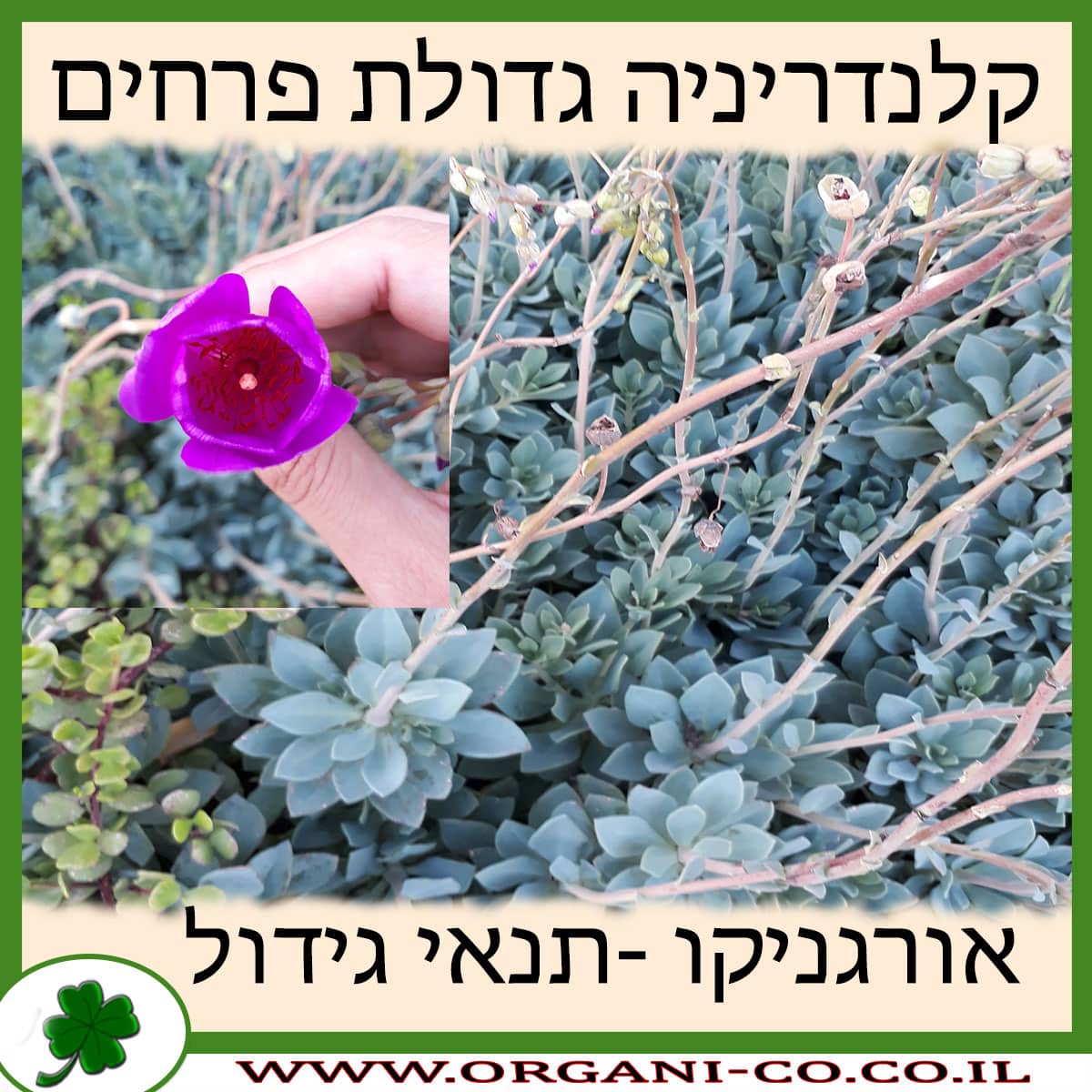 קלנדריניה גדולת פרחים