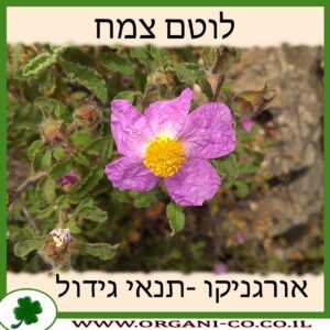 לוטם צמח