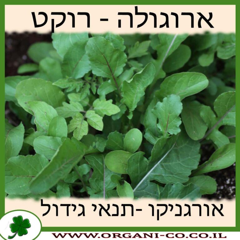 רוקט – ארוגולה רוקט גידול צמח