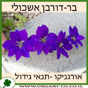 בר-דורבן אשכולי